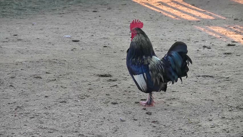 Rooster at farm close up