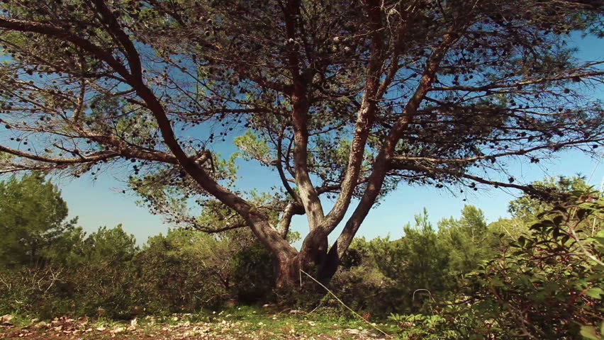 Right to left dolly shot.  The focus is of a large tree in with other trees and shrubs framing the shot.  The blue sky of Israel can bee seen through the branches of the tree.