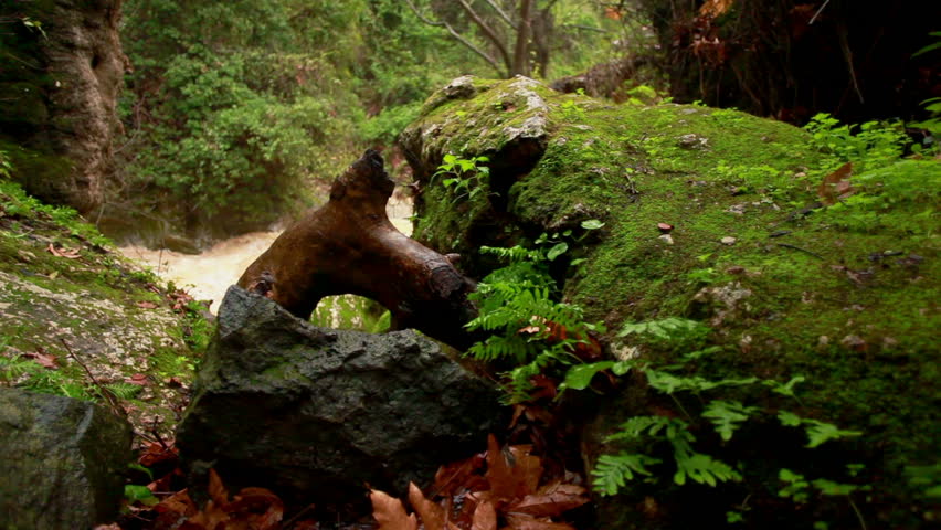 Dolly shot right to left of the raging Iyon Tanur stream in Israel.  the stream is the centerpiece for this shot, framed by moss covered wet rocks, tree roots, and deep green trees and bushes.