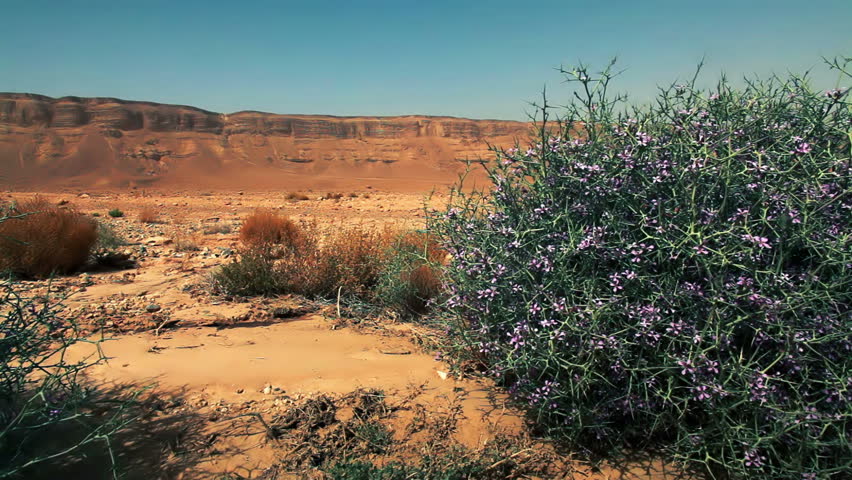 Slider dolly move right to left between two green prickly bushes with purple flowers on the desert floor of the Mitzpe Ramon Crater in Israel.  