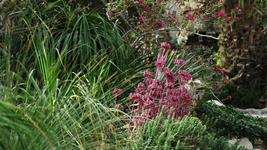 Pinkish flower crowned by a red flower surrounded by greenery at an Ein Gedi Kibbutz  in Israel.   02/27/2011