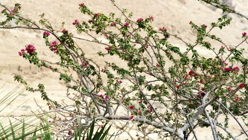 Rack focus from a pink flowered shrub to the stark barren mountain in the background.   02/27/2011