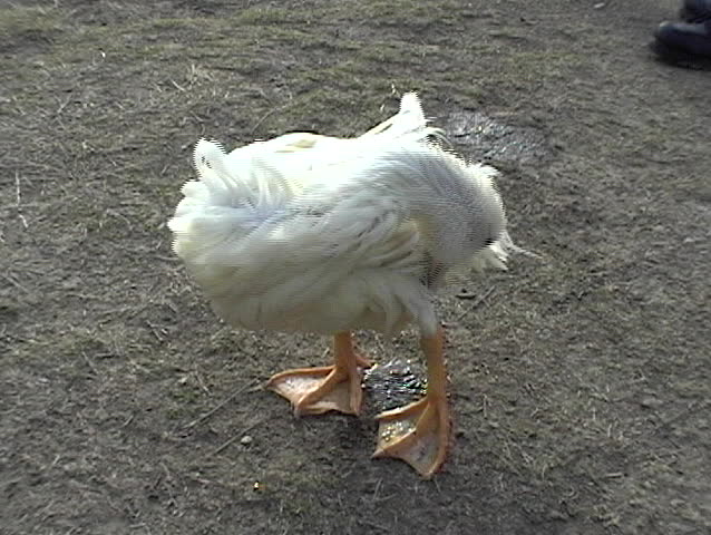 white duckling drying her feathers