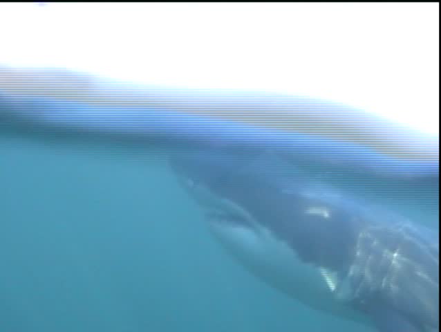 Great White Shark underwater opens mouth wide with hand touching nose. Swims off then comes back and repeats mouth open action