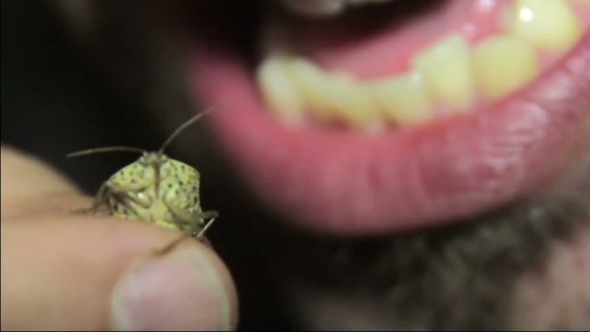 Man eating a "jumil" bug 
