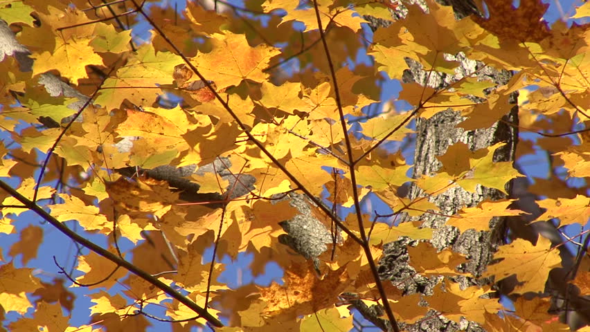 CU of yellow leaves against blue sky