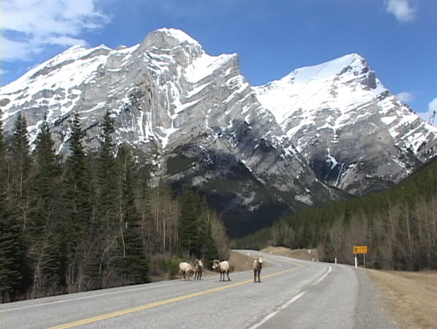 Rocky Mountain Big Horn Sheep on road
