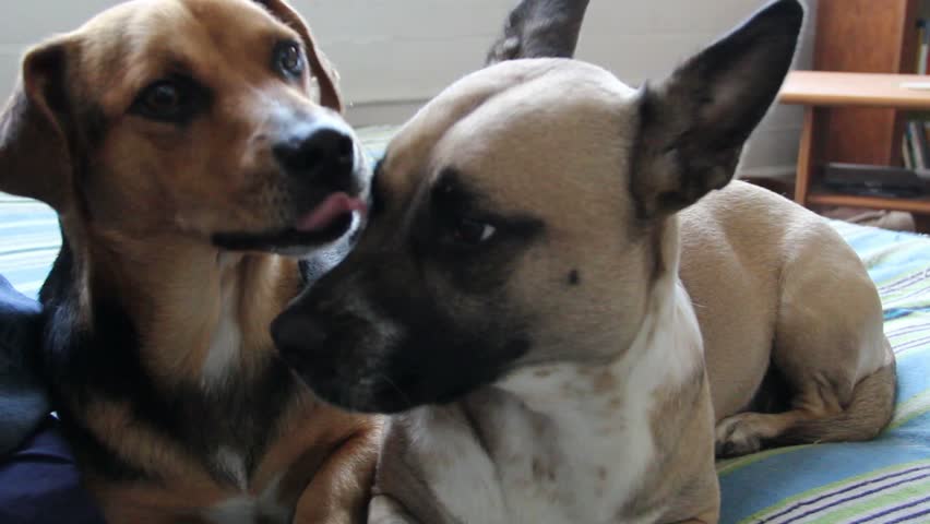 Two dogs lays on the bed and one of them licks the other one in the ear.