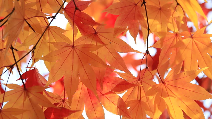 Autumn twig of maple.