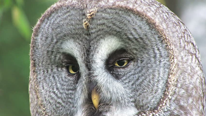 Great Grey Owl