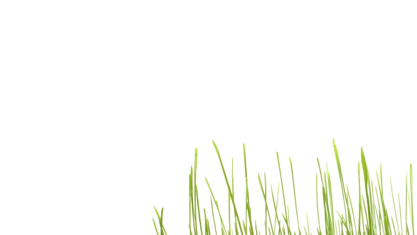 Green grass growing isolated on white, smooth timelapse. With copy space for your text.