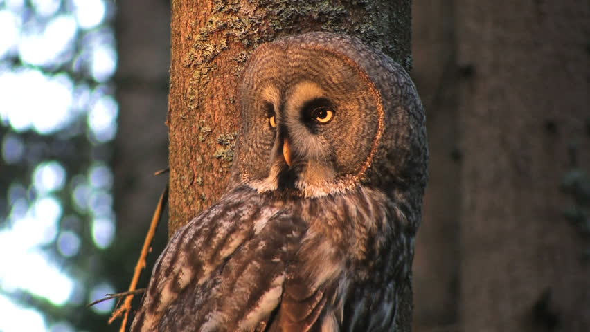 Great Grey Owl