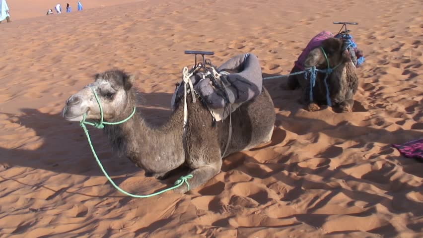 Camel sitting on sand dune with saddle morocco