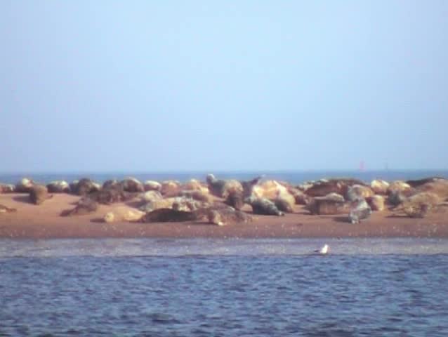 seal colony resting on a Scottish beach