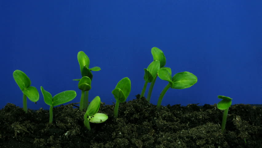 Time-lapse of growing cucumbers 2 (Part 2 off 2) 