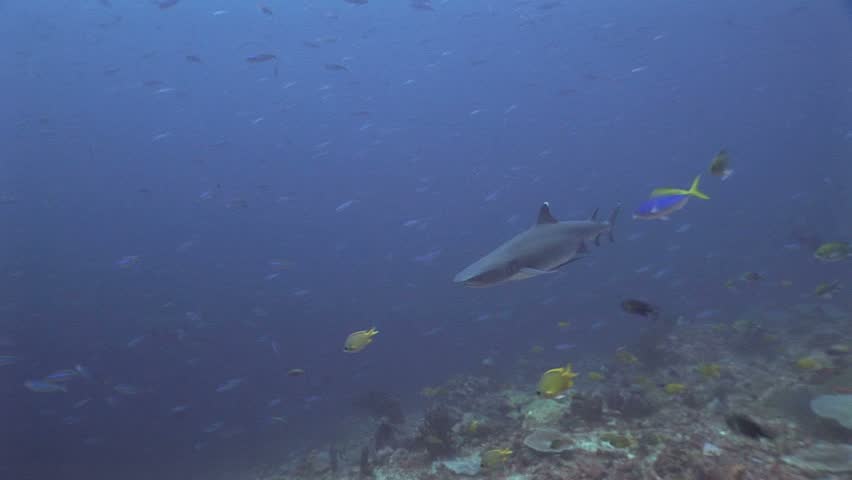 Close whitetip reef shark