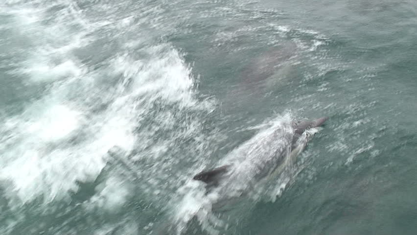 Dolphins Jumping Near Sail Boat