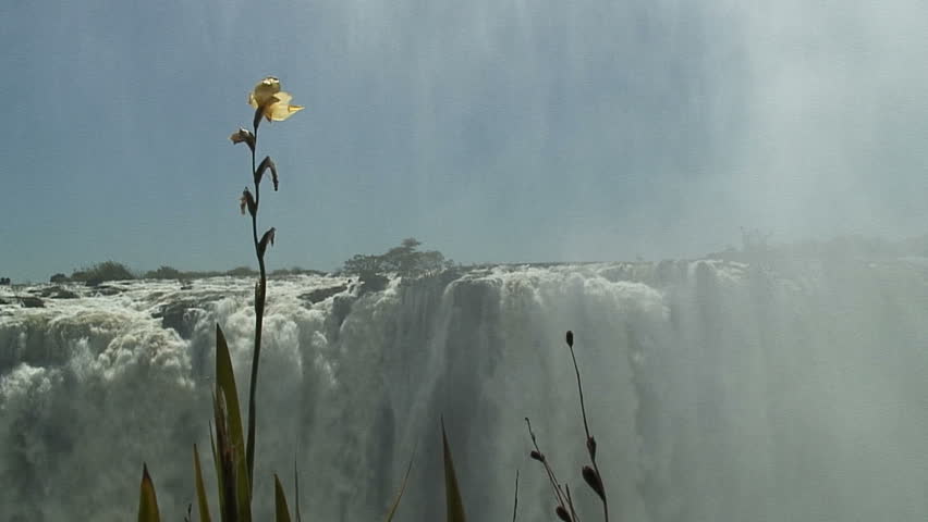 Yellow Flower in Front of Victoria Falls, Zambia