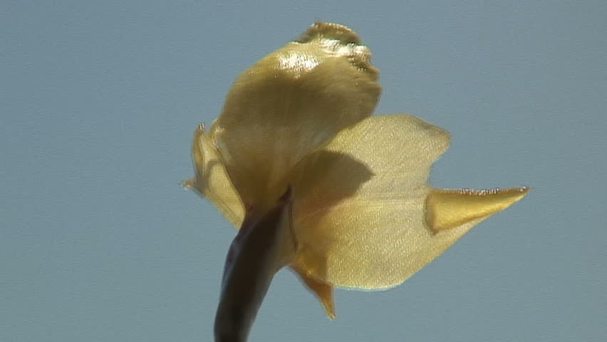 Zoom-Out: Fast Pan Down, Victoria Falls and Flower