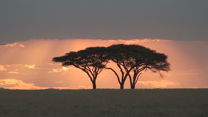 Zoom-Out: Acacia Tree in Serengeti