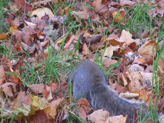 Close up of a squirrel