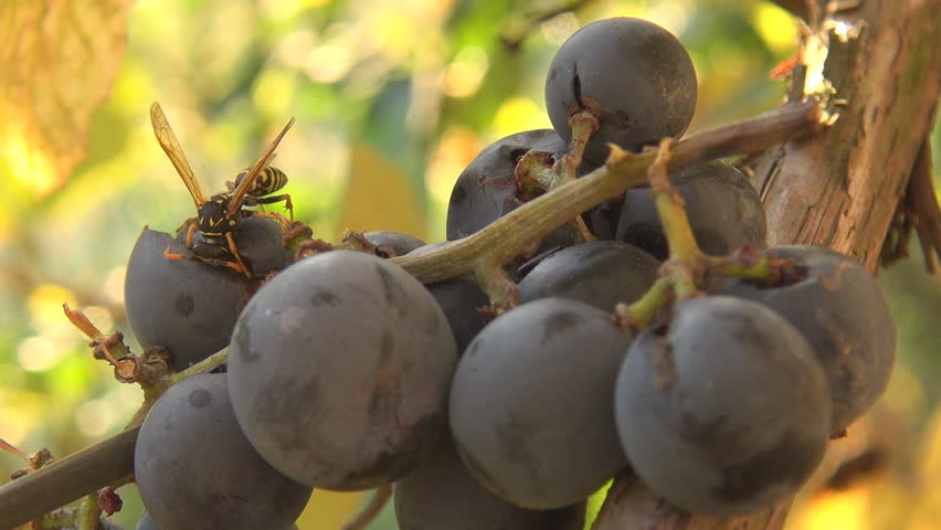 Insects on grapes