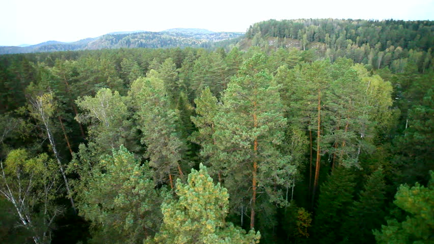 flight above the forest