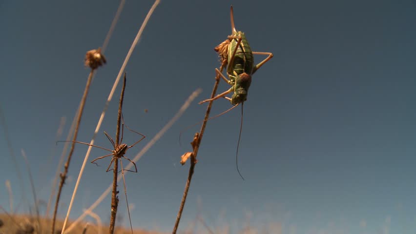 Ephippiger and harvestman