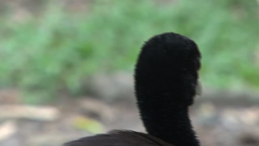 Black bird in Peru