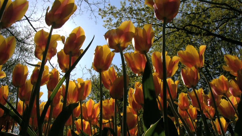 Moving blooms of tulips in Kekenhof garden near Amsterdam, Netherlands