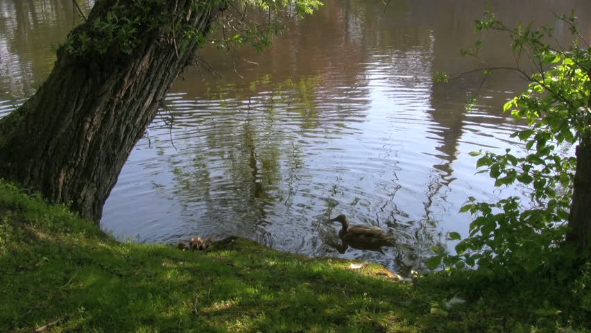 Duck family, swimming in the pond, Bruges, Belgium