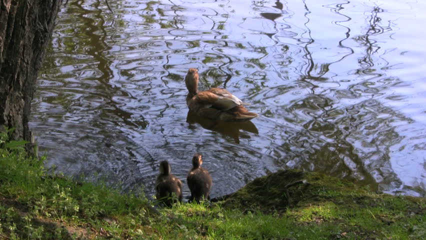 Duck family, swimming in the pond, Bruges, Belgium