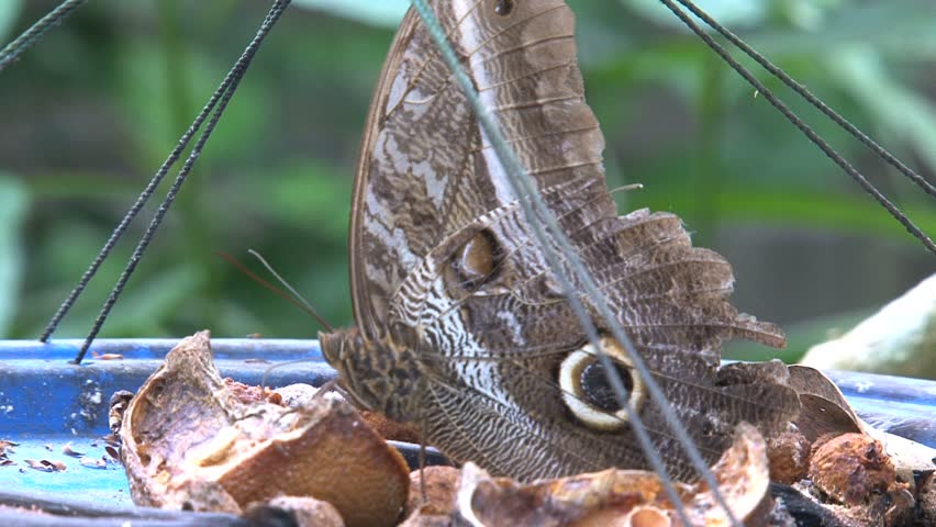 ECU of an owl butterfly