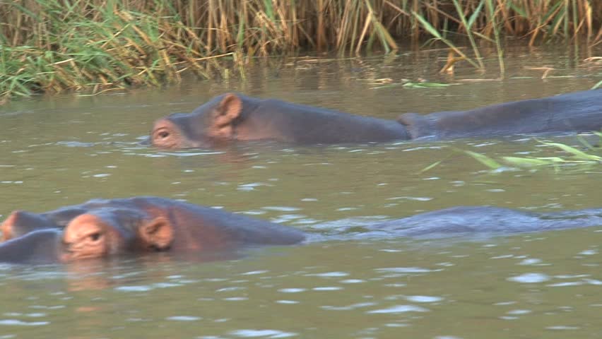Hippo in river stretches his mouth open wide