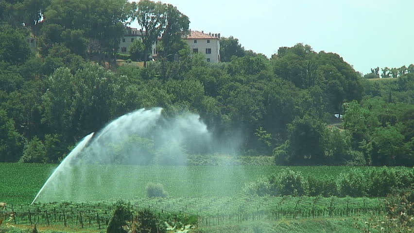 Vineyard Below Italian Villa in Tuscany