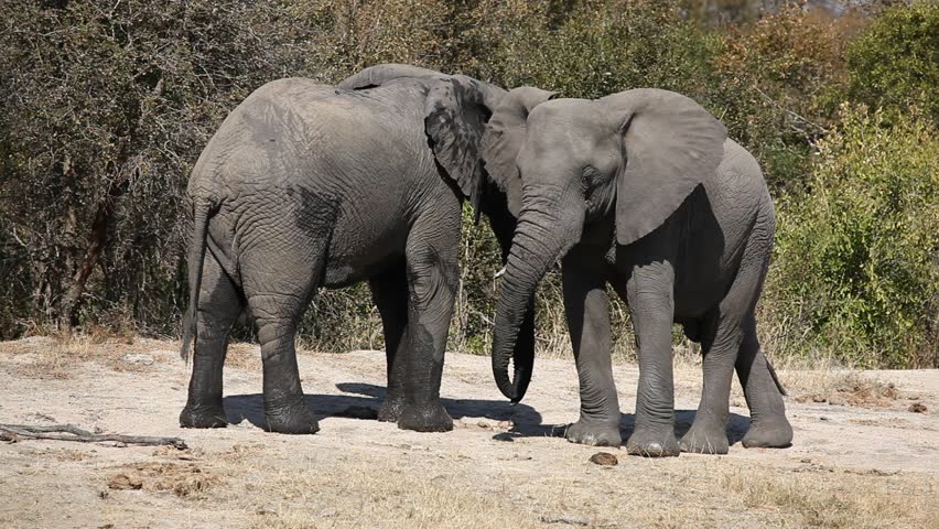Interaction between two African elephants (Loxodonta africana), Sabie-Sand nature reserve, South Africa