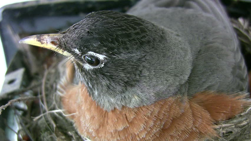 female robin sits on chicks and leaves for male robin to feed them