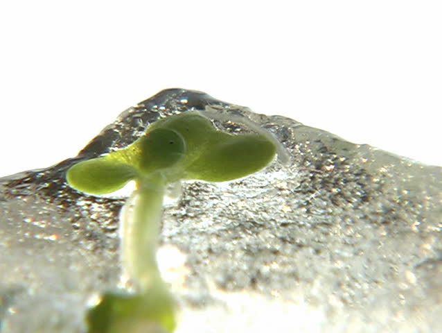 Germination