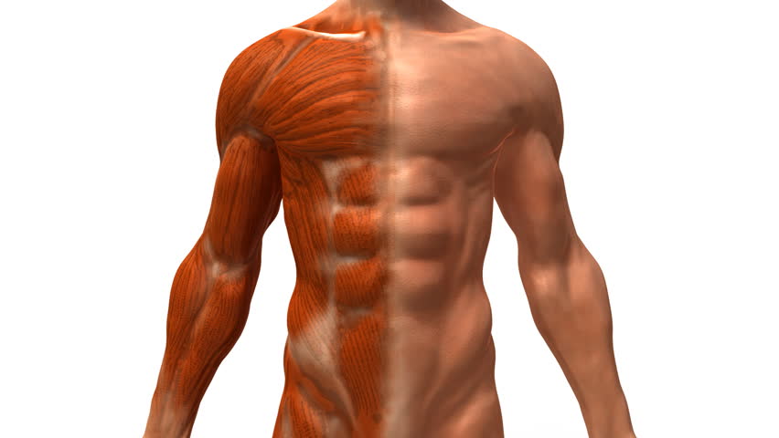 The muscular system