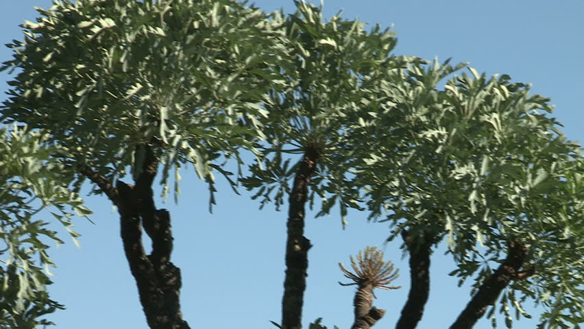 Natal Cabbage tree