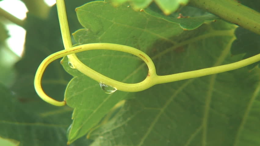Young Sprouting Vine with a Dew Drop