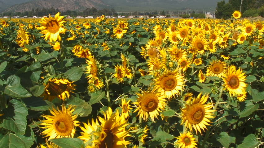 Outdoor Scenery From a Sunflower Farm, San Fernando
