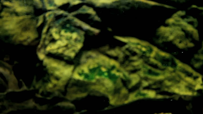 Angelfish
