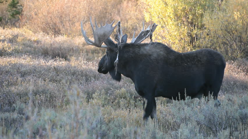Bull Moose walking through colorful autumn brush and trees. Grand Teton National Park, Wyoming. Large antler horns with moss and velvet hanging from antlers.