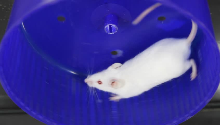 Rat running on wheel
