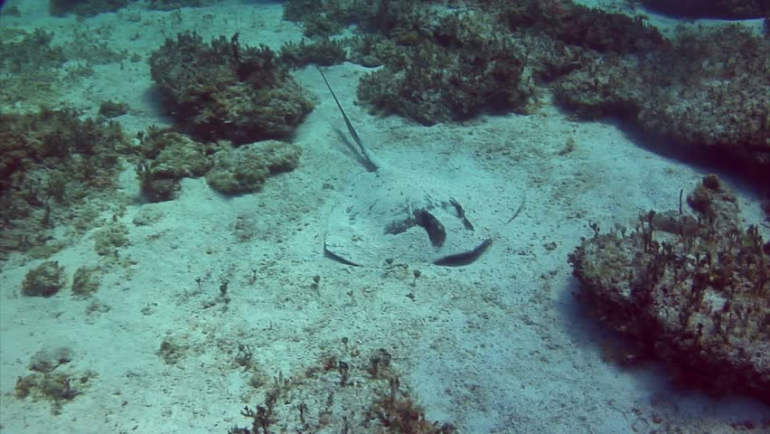 a sting ray hiding under sand