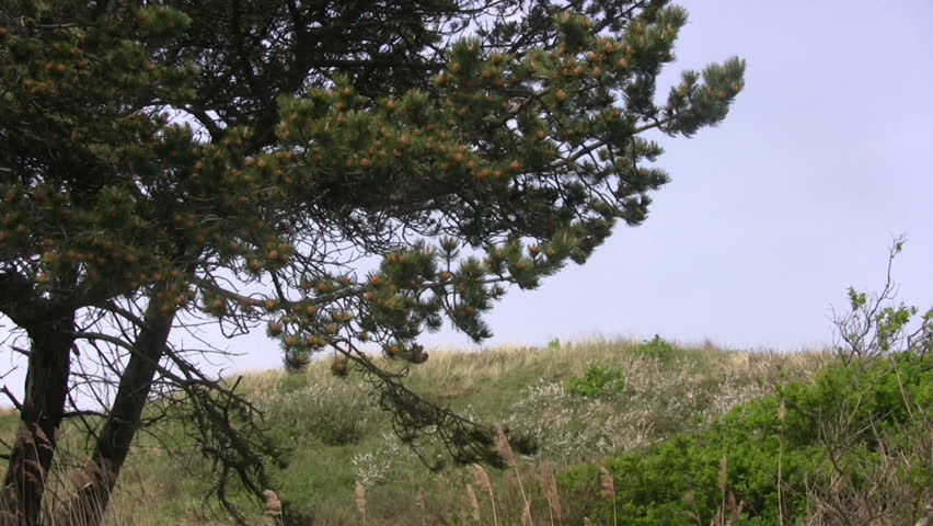Dune Nature preserve Zwanenmeer in spring (4) 