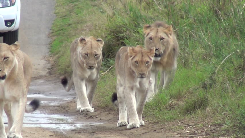 Pride of lions on the road