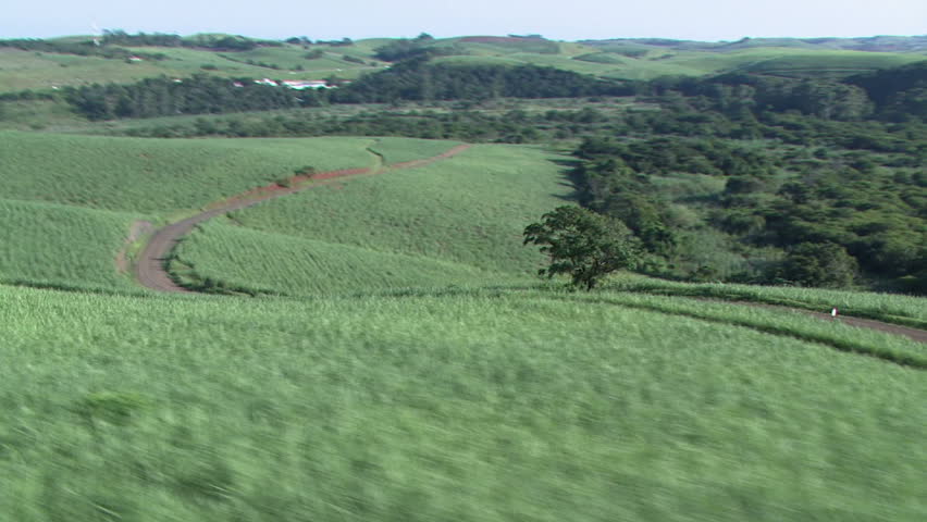 Sugarcane aerial 4