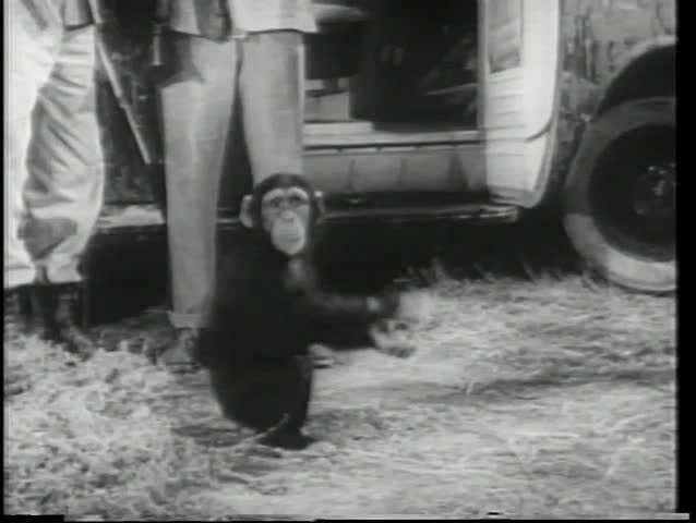 Wide shot happy monkey dancing  by safari truck